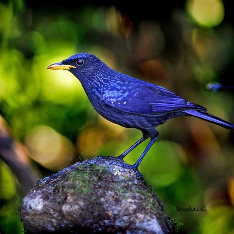Синяя птица лат Myophonus Caeruleus