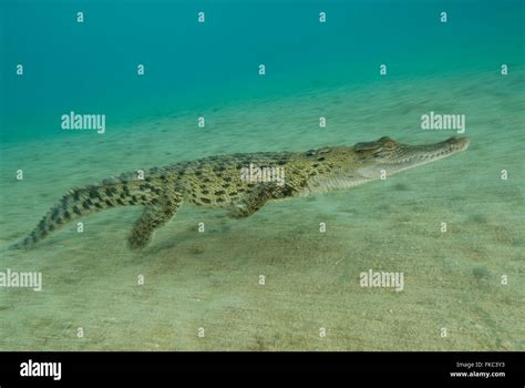 Saltwater Crocodile Crocodylus Porosus Is The Largest Of All Living