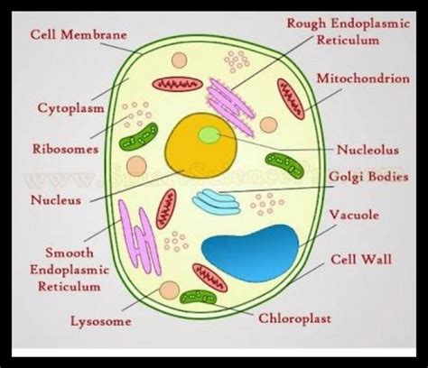 Animal Cell Explain With Diagram What Is An Animal Cell Facts