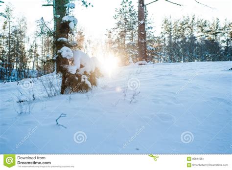 Sun Light In The Winter Forest With White Fresh Snow And Pine Trees