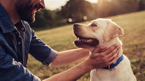 ¿cómo Ser Un Dueño Responsable Con Nuestras Mascotas