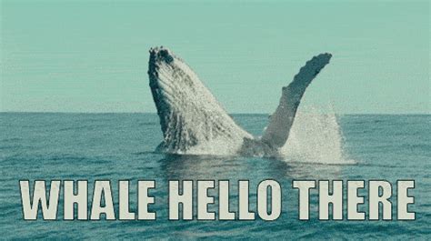 50 Funny Whale Puns And Jokes For Kids Scary Mommy