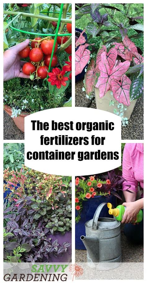 Fertilizers For Container Gardening The Best Organic Choices For