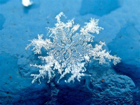 Snowflake 1 Snowflakes Snow Crystal Snowflakes Real
