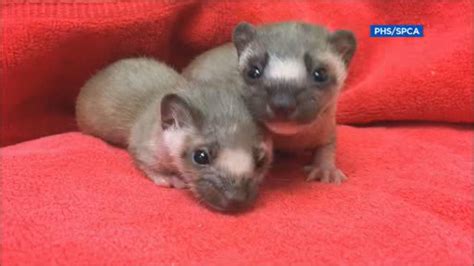Abandoned Baby Weasels Rescued By Hikers In Half Moon Bay Abc7 San