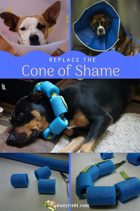 You can tell he's embarrassed wearing the cone of shame that the vet put on him. Replace the Cone of Shame | DIY Medical Collar | Pool Noodle Collar