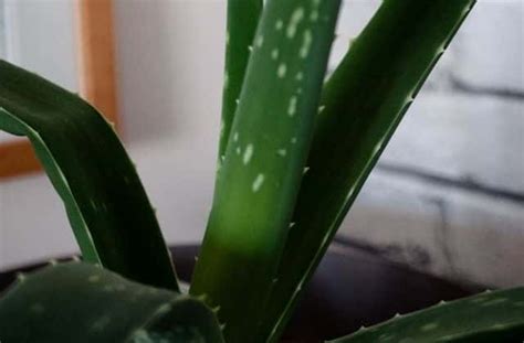 Aloe Vera Plant Leaves Bending 7 Causes Fix