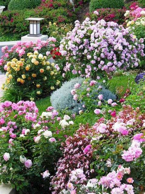 Gartengestaltung Mit Rosen Tipps Für Einen Schönen Rosengarten