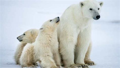 Russian Islands Declare Emergency Over Polar Bear Invasion Viral