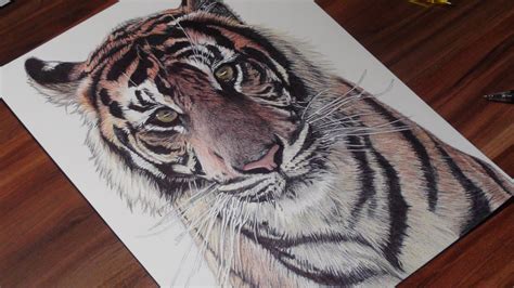 Tiger Pencil Drawing Tiger Pencil Drawing Animal Drawings Wildlife Art