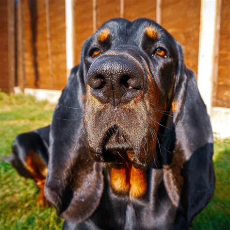 interesting facts  coonhounds page     dogman