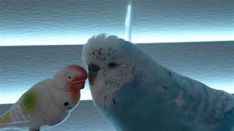 English Budgie Parakeet Talking To His Little Friend Youtube