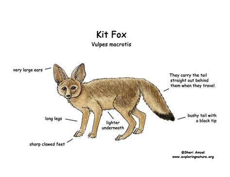 Fox Kit Exploring Nature Educational Resource