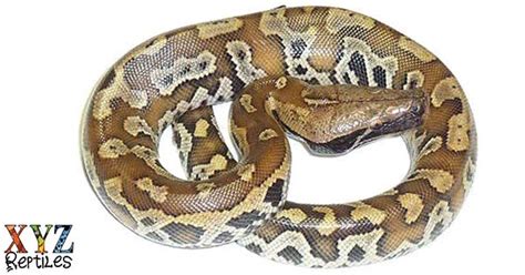 Red Blood Python For Sale With Live Arrival Guarantee Xyzreptiles