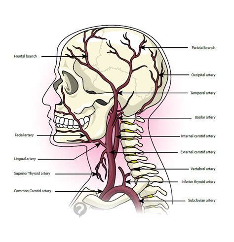 Temporal Artery Definition