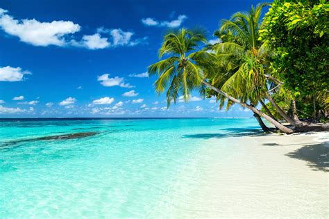 Maldives Stunning Views Above Below The Water Tropical Paradise Beach Beach Paradise
