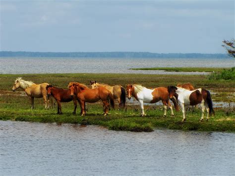 Wild Horses Of Assateague Island Photograph By Mountain Dreams