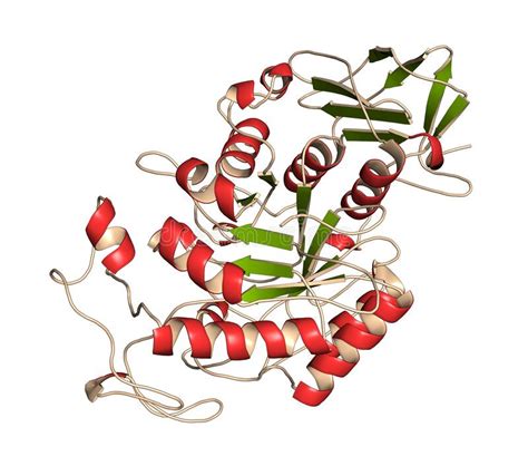 Amylase Human Pancreatic Alpha Amylase Protein 3d Illustration