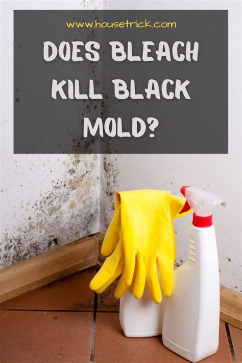 Black mold manifestations are the production of. Does Bleach Kill Black Mold? (Answered) | House Trick