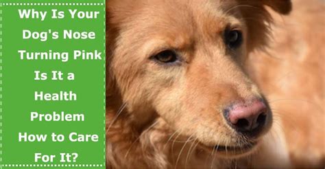Why Is Your Dogs Nose Turning Pink Is It A Health Problem And How To