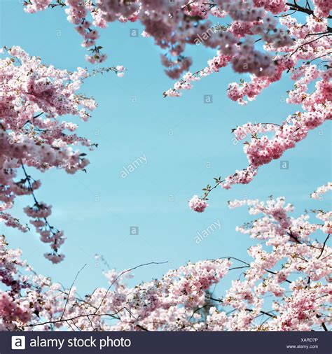 Pink Cherry Blossoms Against Blue Sky High Resolution Stock Photography