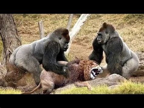 Baboon Vs Lion Shefalitayal