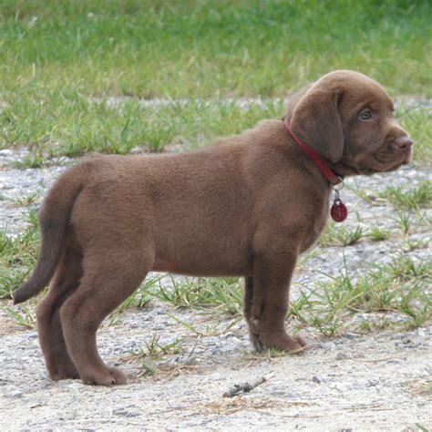 20 things all labrador owners must never forget. Chocolate Lab Puppies For Sale!