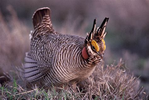 Grouse Species — The North American Grouse Partnership