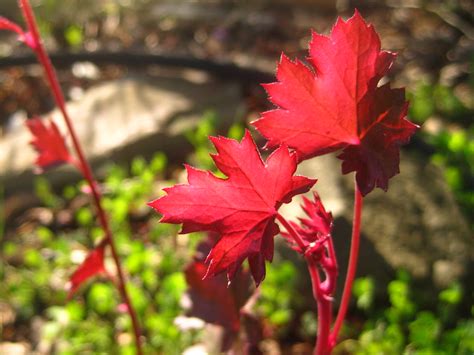 We would like to show you a description here but the site won't allow us. Coral Bells | The Farmers Daughter | Flickr