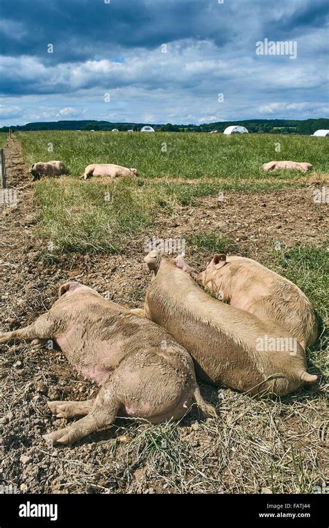 Free Range Organic Pigs Lying Down In A Grass Field Outside In Summer