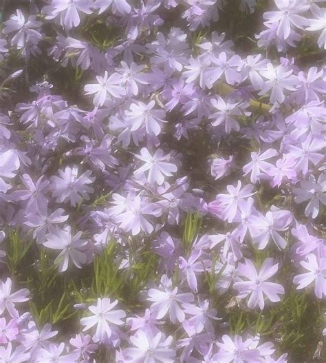 Flowers Cottagecore Fairycore Aesthetic Light Purple Meadow Field Dream