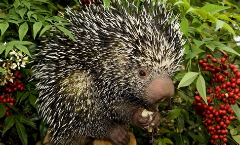 Prehensile Tailed Porcupine Smithsonians National Zoo And