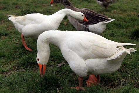 Combien De Temps Vie Une Oie Domestique - Dietwiller. Premier cas de grippe aviaire en Alsace