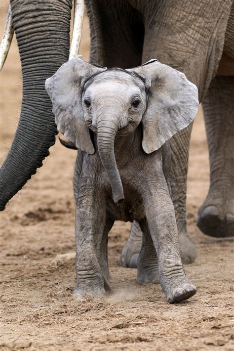 SAY CHEESE! ADORABLE MOMENT BABY ELEPHANT APPEARS TO SMILE FOR THE CAMERA - Storytrender