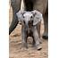 » SAY CHEESE ADORABLE MOMENT BABY ELEPHANT APPEARS TO SMILE FOR THE CAMERA