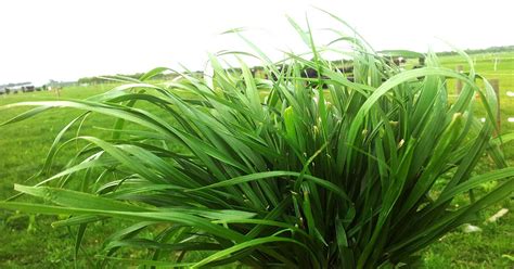 Rake the garden smooth and broadcast 2 pounds (1 kg.) of seed per 1,000 square feet (100 sq. Growing pasture - DairyNZ