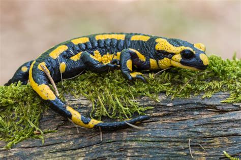 La Lagartija Características Y Curiosidades Mis Animales