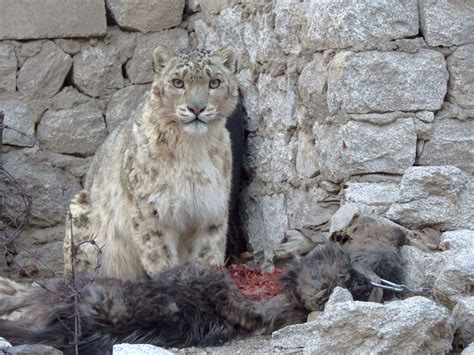 The Threats Snow Leopard Trust