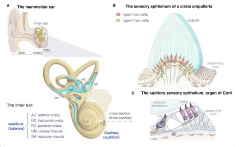 Structure And Function Of The Mammalian Inner Ear And Of The