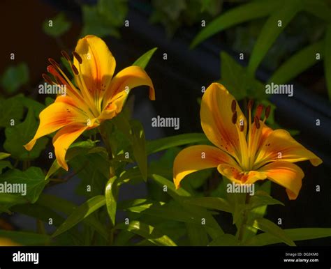 Tall Lilies Hi Res Stock Photography And Images Alamy