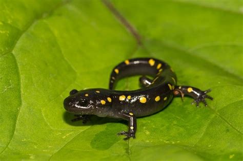 Are Spotted Salamanders Poisonous To Humans Or Pets