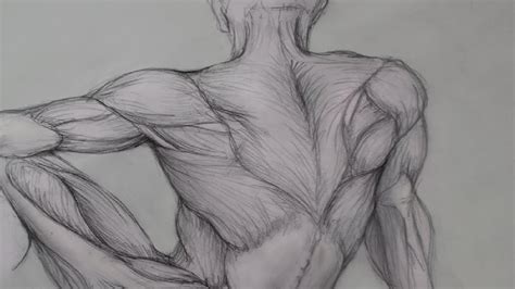 Male Anatomy Back Muscular