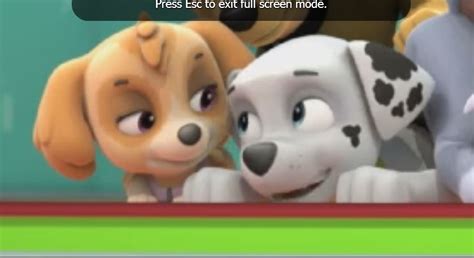 Marshall Vs Chase For Skye Paw Patrol Relationships Wiki Fandom