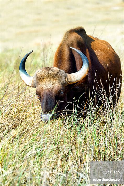 Gaur Bos Gaurus Indian Bison Stock Photo