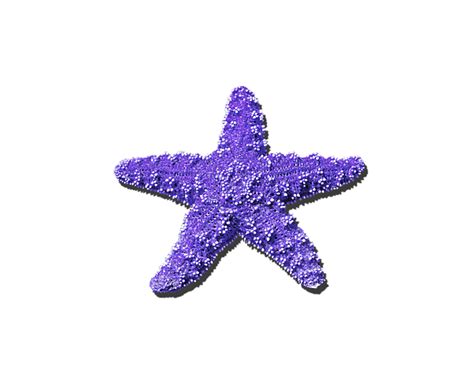 Sea Star Purple Png T Shirt For Sale By Al Powell Photography Usa