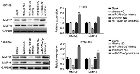 mir‑378a‑3p exerts tumor suppressive function on the tumorigenesis of esophageal squamous cell