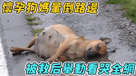 懷孕狗媽暈倒路中間，無力掙扎命懸一線！男子出手救下給了她生的希望！救助 愛心 暖心 流浪狗 正能量 母愛 Youtube