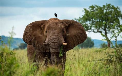 Télécharger Fonds Décran 4k Léléphant Le Corbeau Lafrique Savane