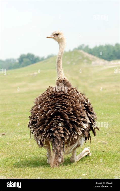 Ostrich Leg Hi Res Stock Photography And Images Alamy