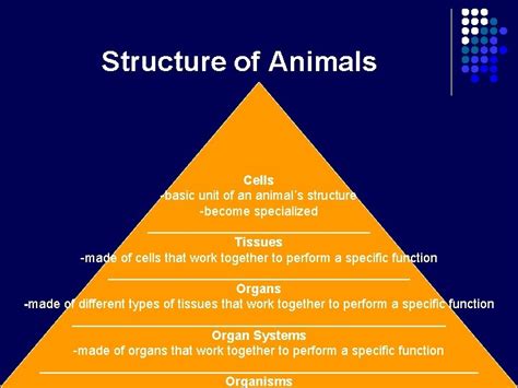 The Organization Of Living Things Atom Levels Of